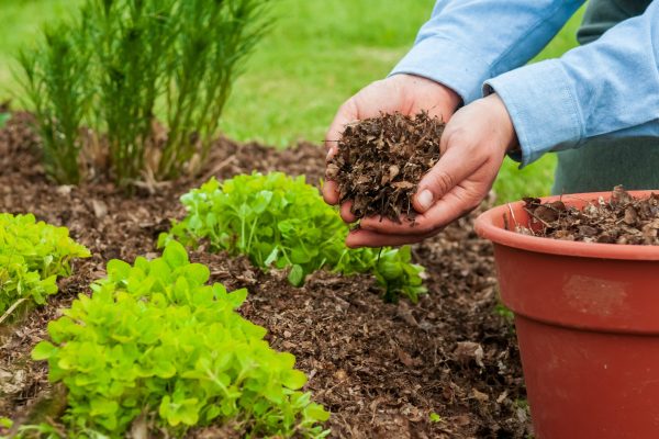 mulching